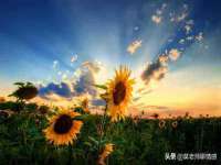 骥子龙文融资租赁（深圳）有限公司
