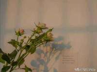 骥子龙文融资租赁（深圳）有限公司