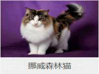 骥子龙文融资租赁（深圳）有限公司