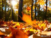 骥子龙文融资租赁（深圳）有限公司