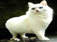 骥子龙文融资租赁（深圳）有限公司