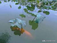 骥子龙文融资租赁（深圳）有限公司