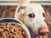 骥子龙文融资租赁（深圳）有限公司
