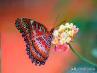 骥子龙文融资租赁（深圳）有限公司