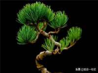 骥子龙文融资租赁（深圳）有限公司